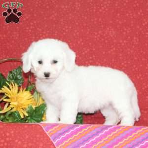 Peach, Bichon Frise Puppy
